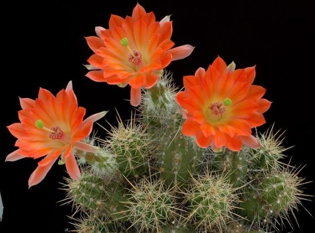 Echinocereus_sheerii